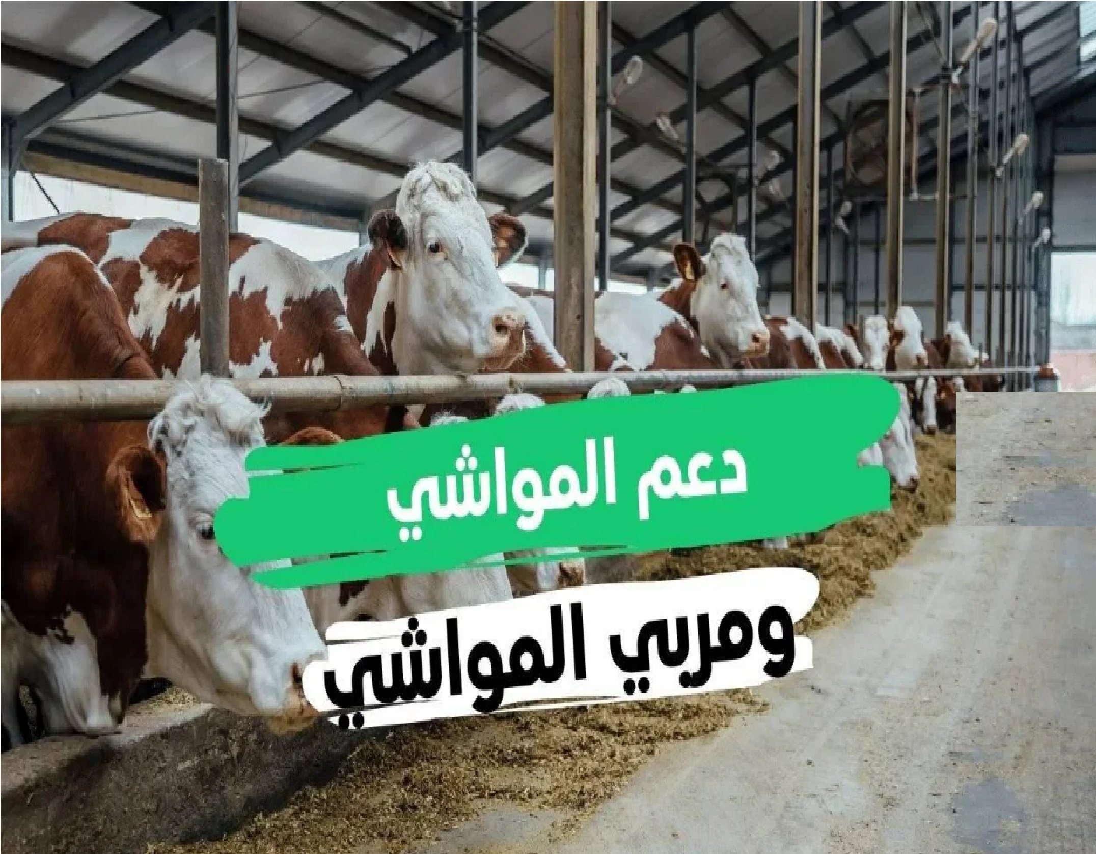 هل راتب الزوج يؤثر على دعم المواشي؟ وزارة الزراعة” توضح