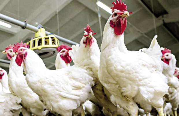 اشتري وخزني في التلاجة .. ثبات أسعار بورصة الدواجن اليوم بتاريخ 7 ديسمبر 2025